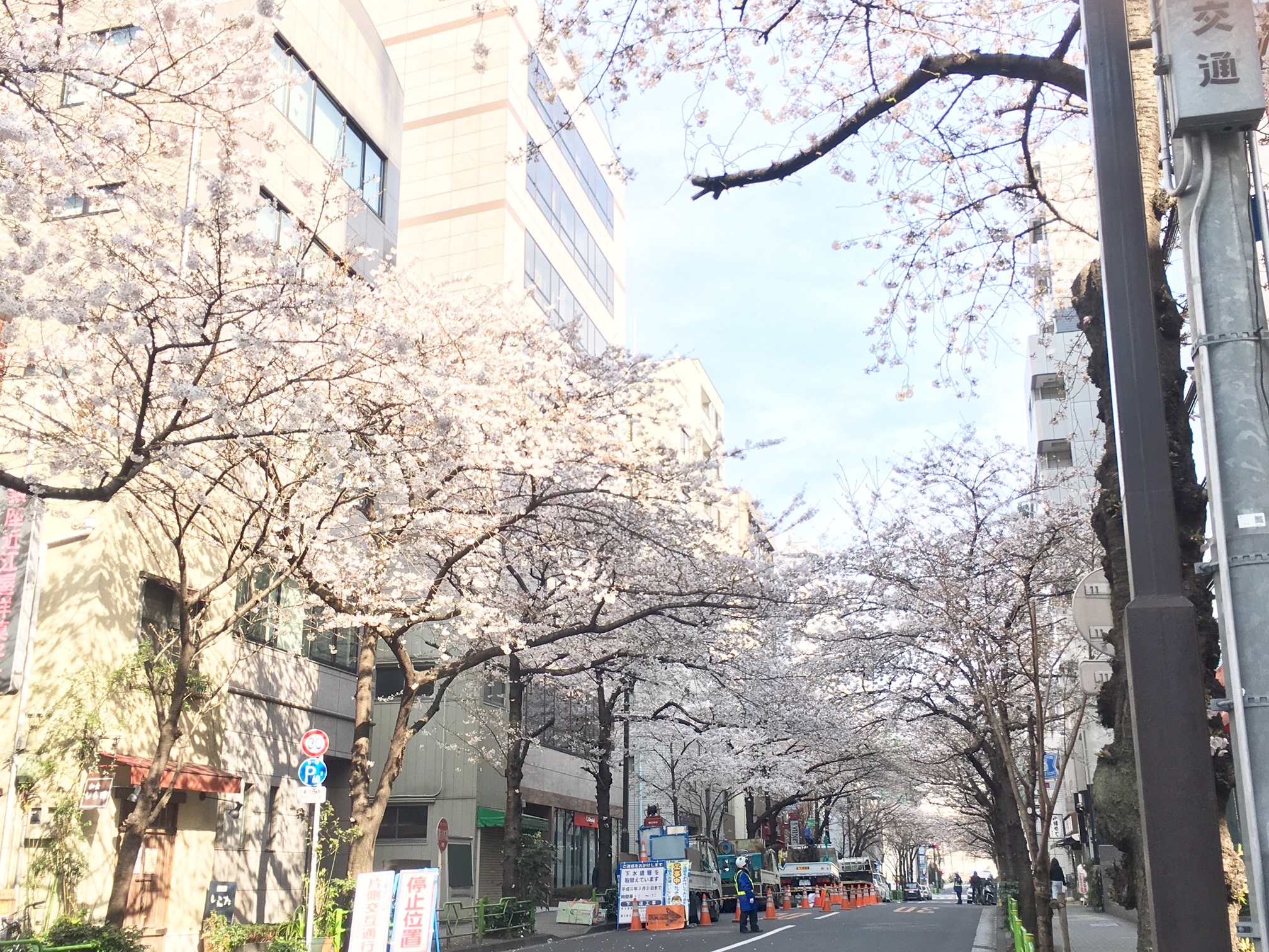 日本橋さくら通り